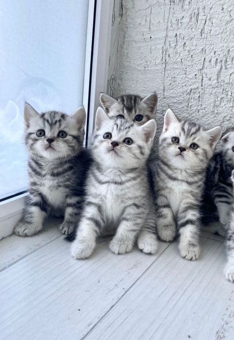 Шотландские котята скоттиш-страйты!!!