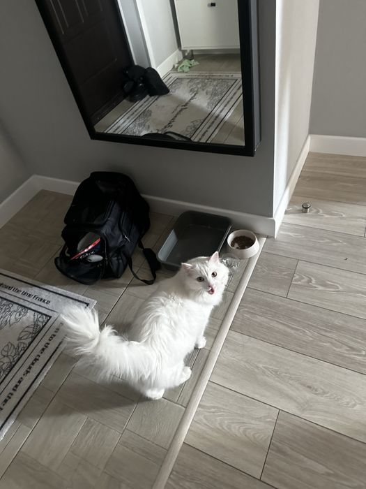 Ищем хозяина нашему мальчику