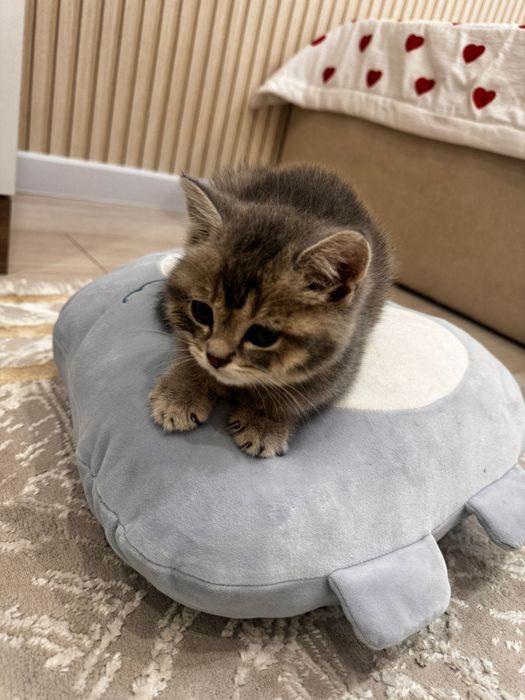 Кошка маленькая 2мес