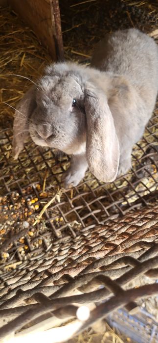 Iepuri Berbec German