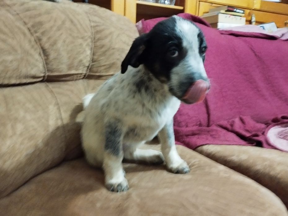 Подарявам малко кученце