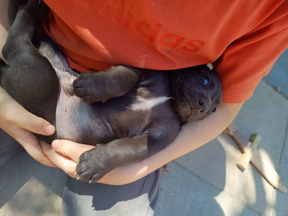 Adopție/donez căței metis