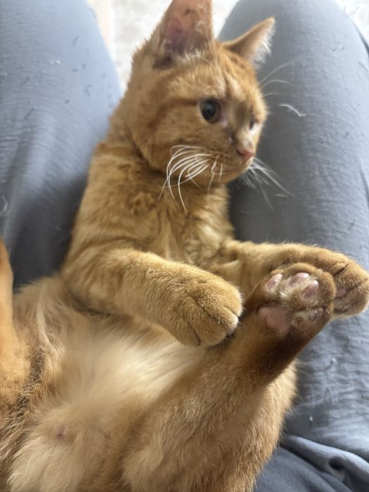 ПРОПАЛ КОТИК ИЩЕМ дата пропажи:03.01.26