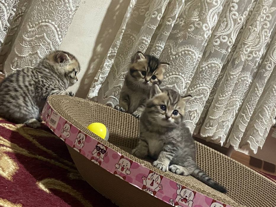 Породистые Кошки