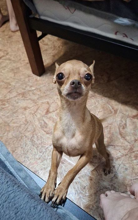 Продам той-терьеров