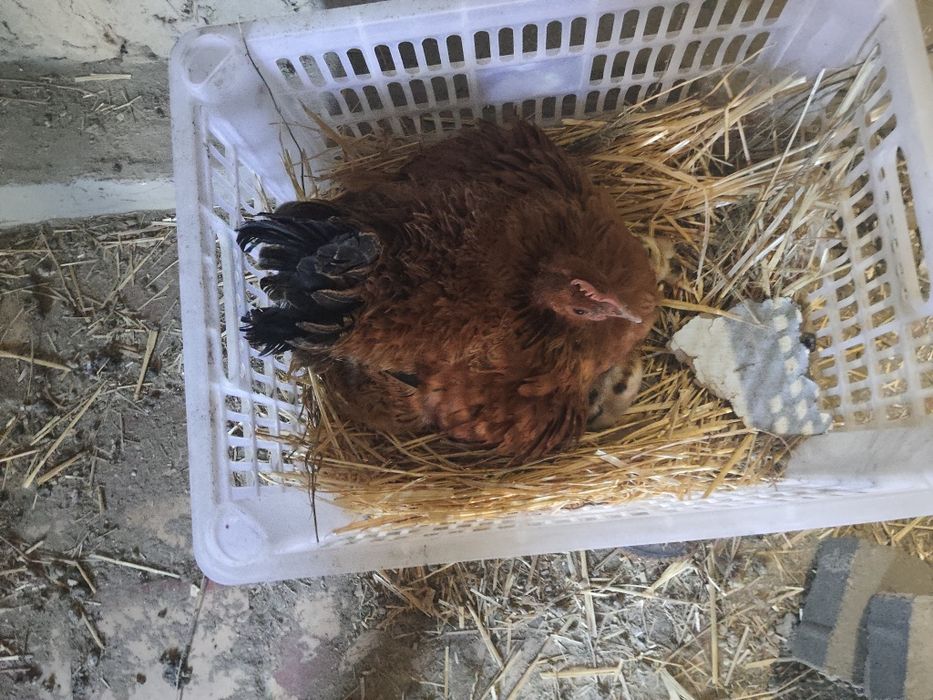 Продам и двух куриц карликовых