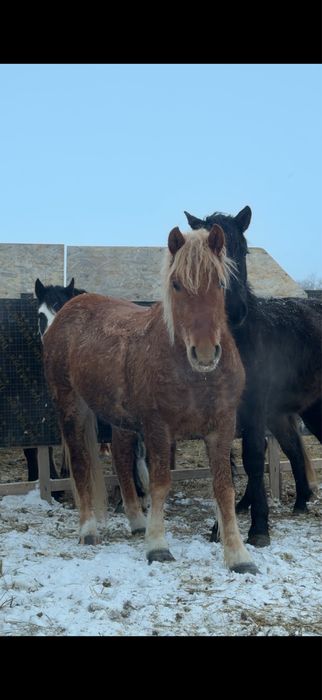 Советский тяжеловоз сатылады.