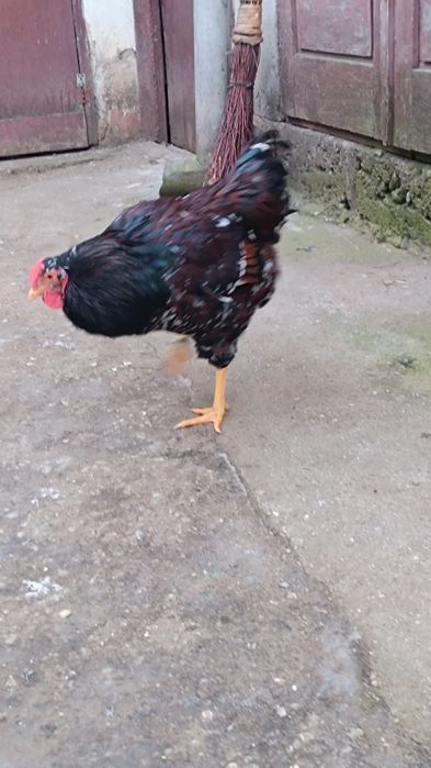 Cocos wyandotte portelan