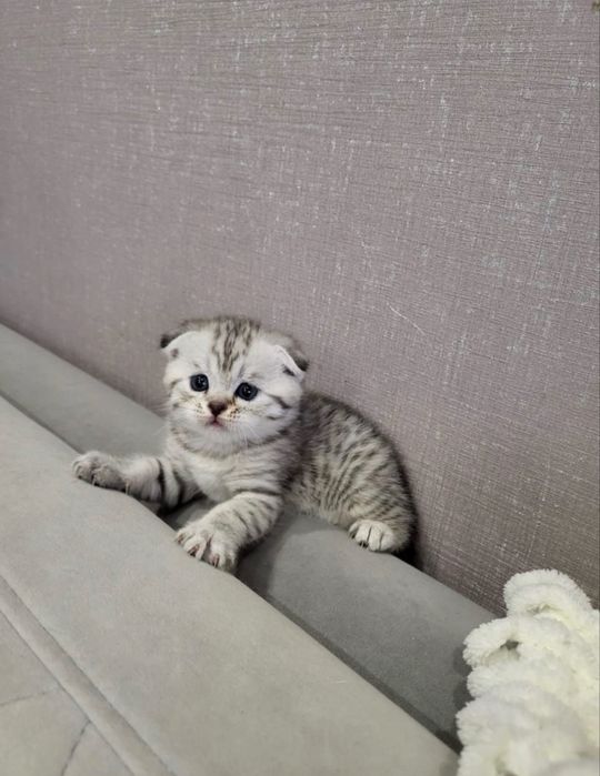 Шотландские котята