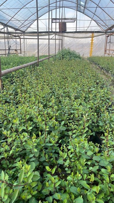 Жимолость декоротивная