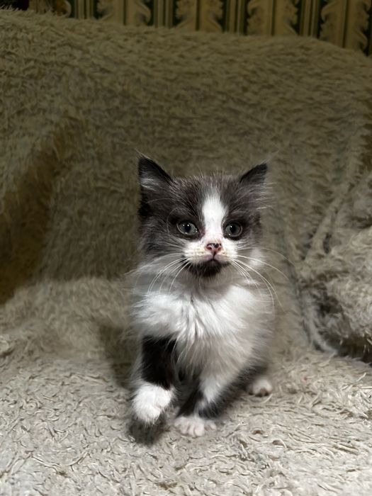 Котенка отдам в добрые руки