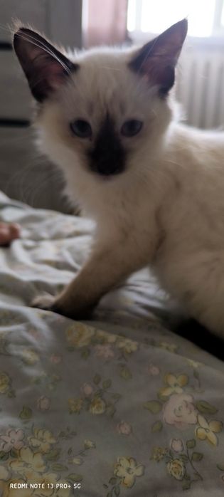 Отдам котенка (мальчик )