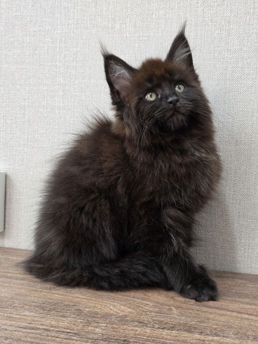 Мейн-кун девочка