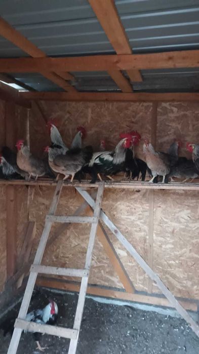 Gaini italiene argintii