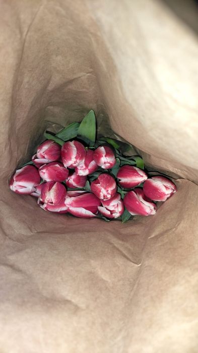 Тюлпан сатылады 22 расцветка бар