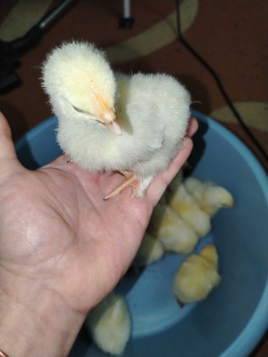 Pui de găină Brahma herminat deschis.