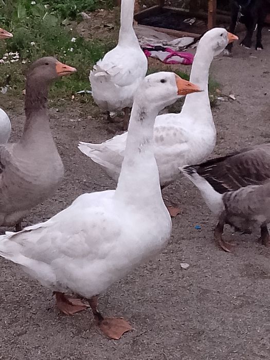 Продам гусей домашних