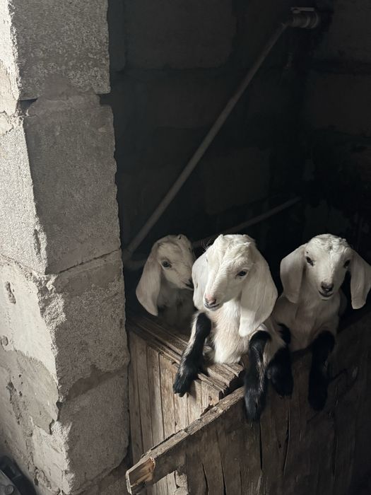 Продам козлят  Битал (Пакистан)