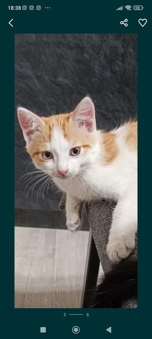 Красивые котята ищут дом