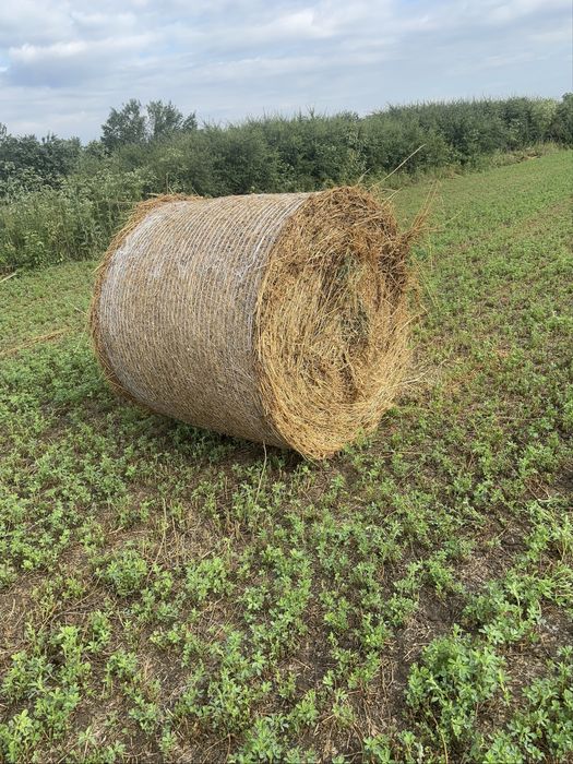 Baloti lucerna  cea mai buna calitate