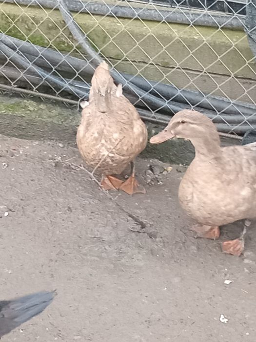 Rate roien de vinzare