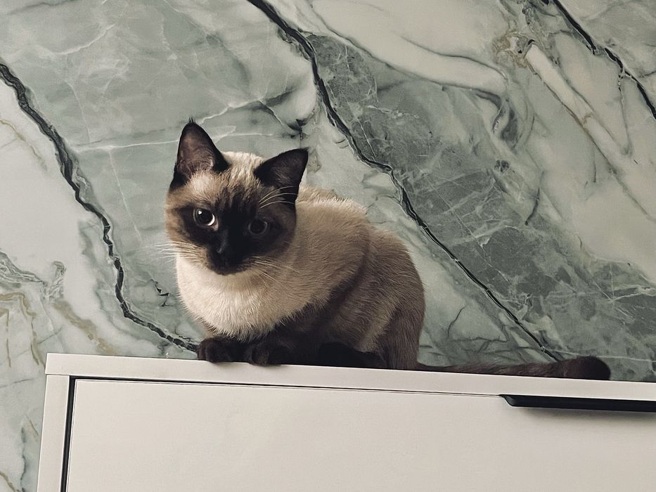 Отдам кота в добрые руки