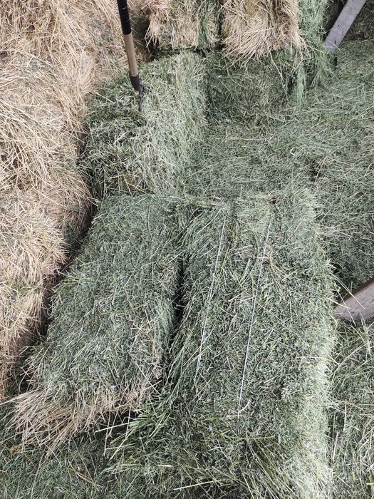 Жонышка клевер люцерна