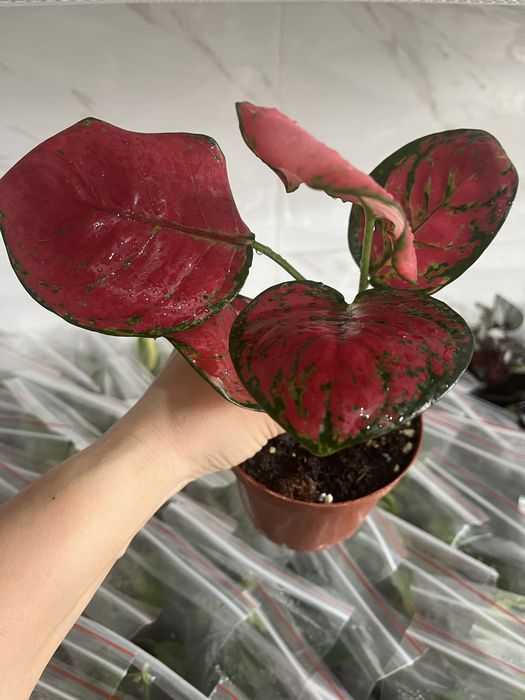 Комнатные растения