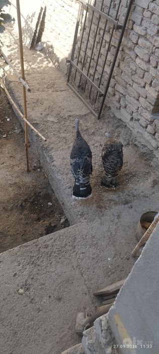 Induk xoroz sotiladi