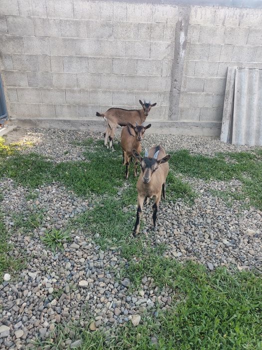 Vând ieduță alpină franceză