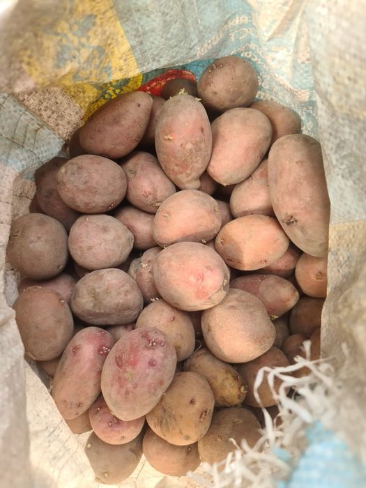 Картофель семенной