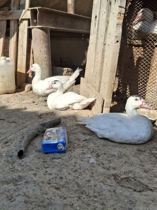 Продаются индаутки