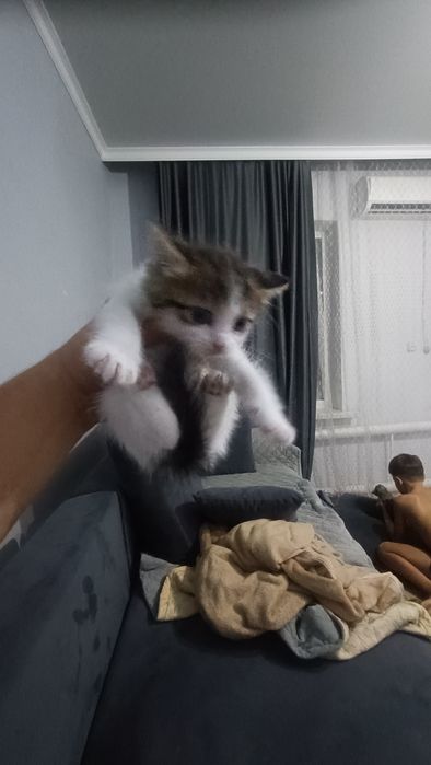 Отдам котят в хорошие руки