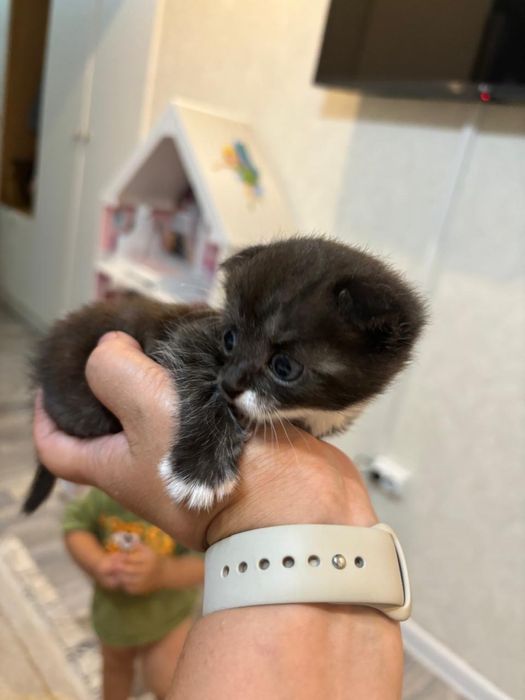 СРОЧНО Кошка, в августе 1 годик