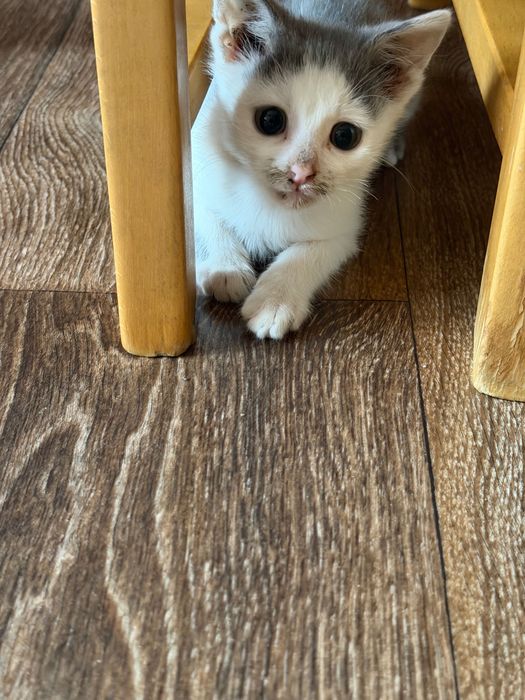 Подарявам котенце