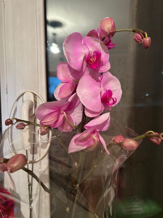 Продам орхидею фаленопсис