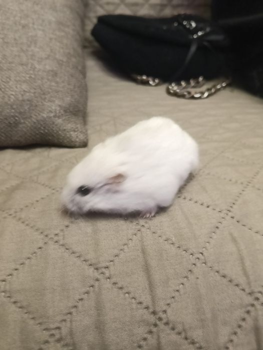 Hamster de dat in adopție