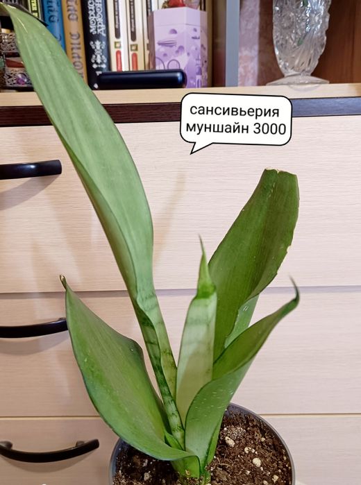 Комнатные растения