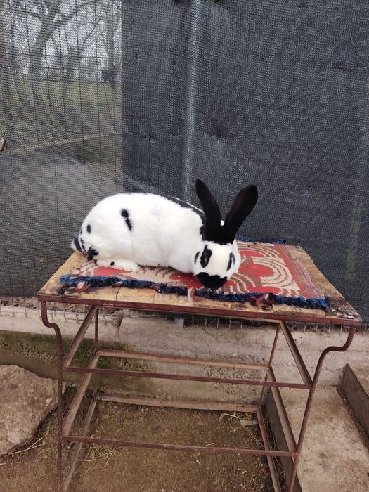 Vând iepuri diferite rase