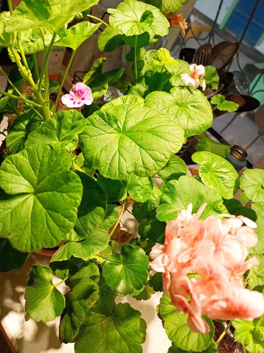 Продам герань, разноцветную