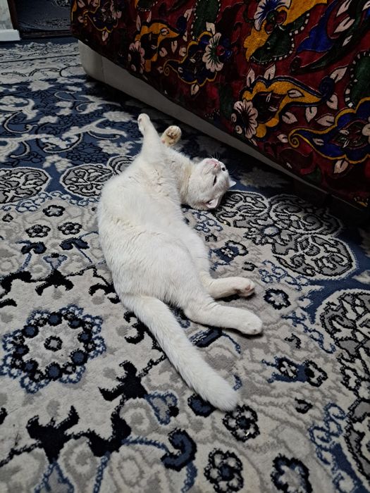 Кот ищет невесту