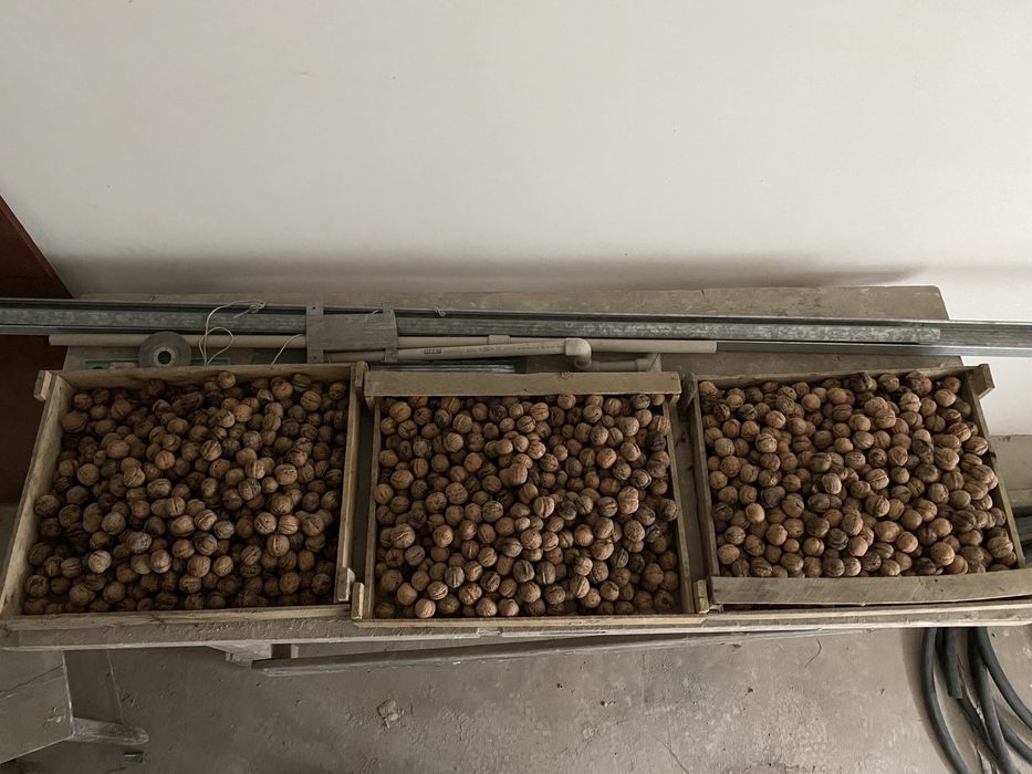 Грецкие орехи (урожай 2025 год)