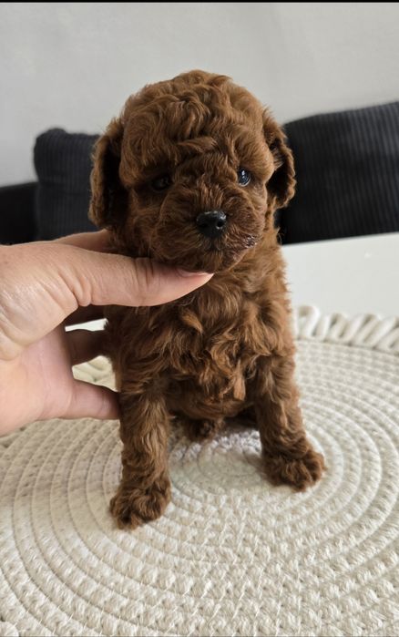 Пудел Тийкъп ,Пудел той Рооdle с родословие