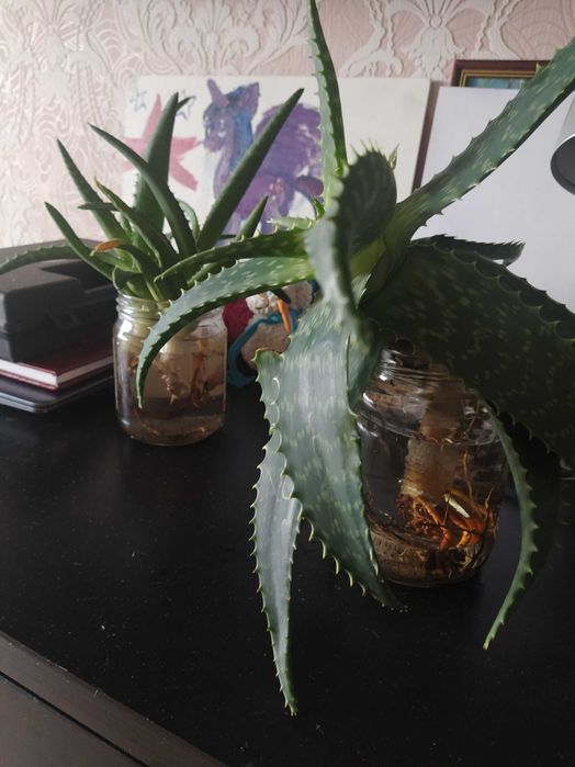 алое вера, отростки