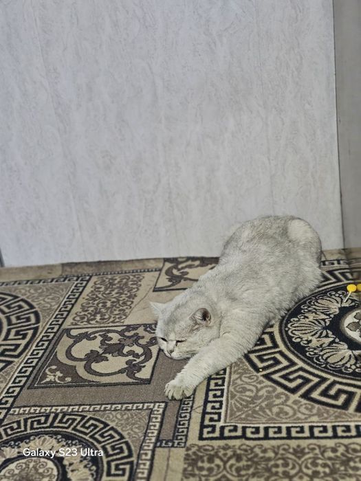 Серебристый шиншилла вязка Serebristiy shinshilla vyazkaga