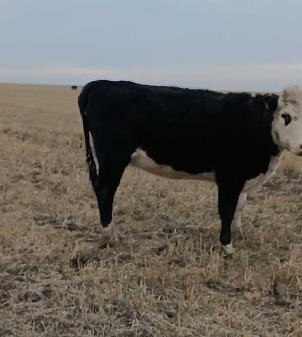 Продаются тёлки в упитанном состоянии.