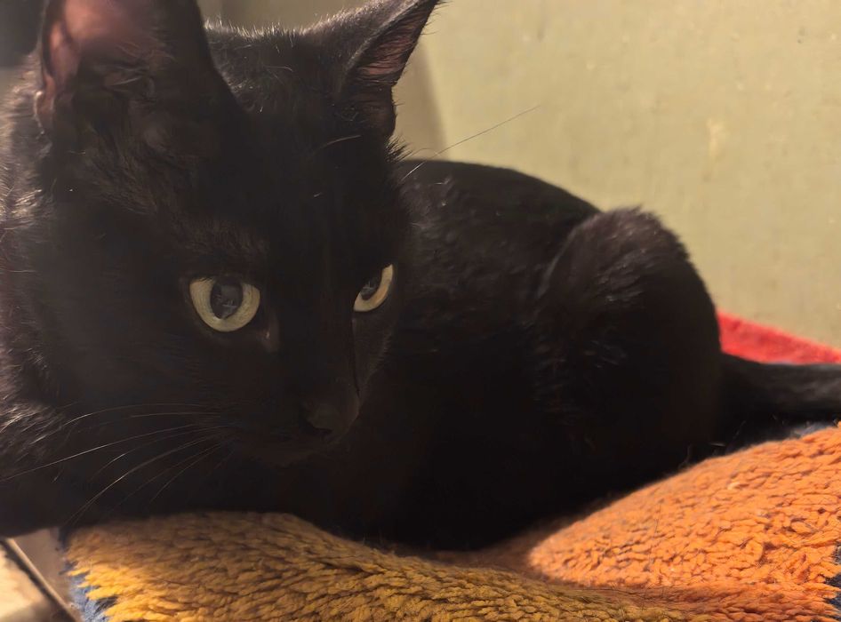 Степногорск. Кисуня ищет дом.