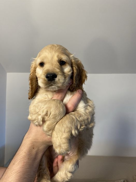 Cocker Spaniel baiat