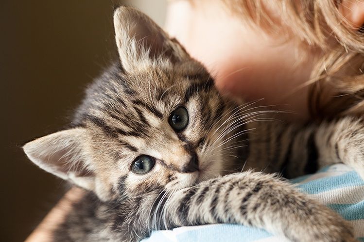 Продам котят Скоттиш-страйт