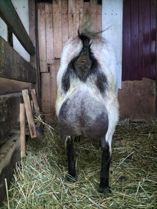 Козье молоко, ешкі сүті сатылады